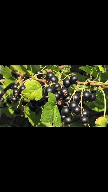 Другие виды семян и саженцев: Продаём саженцы смородины алтайский местный .(обмен есть рассмотрим — 18