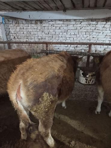 Коровы, быки: Продаю | Тёлка | Для разведения | Нетель — 7