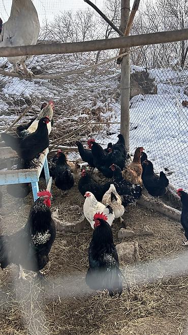 Куры, петухи: Продаю | Петух | Для разведения — 8