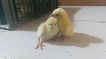 Cücələr: Salam herkese bayraminiz mubarek _xarkov qənbəri_ lider55_ sereblis _ — 28