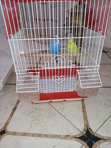 Tutuquşları: Cüt quşlar satılır qəfəslərlə bir yerdə ucuz qiymətə valnistiy — 4