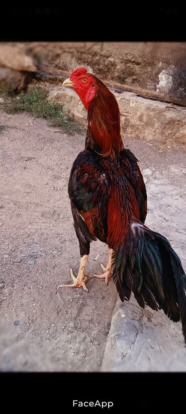 heyvalar: Fermada yetişdirilmiş, sağlam və dinamik xoruz. Qırmızı ibikli, möhkəm