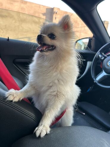 spitz boo: Şpitz, 2 il, Dişi