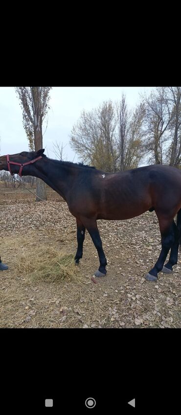 арпа саман салома: Сатам | Жылкы (эркек) | Аргын | Көбөйтүү үчүн | Асыл тукумдуу