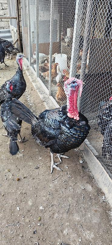 amerkan akita: Erkək, Kanada, Damazlıq, Ünvandan götürmə — 4