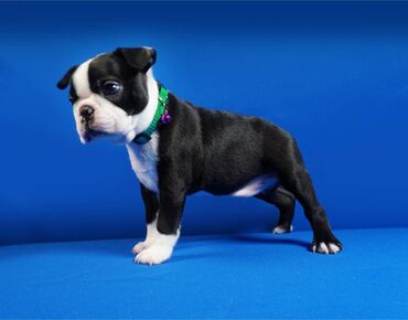 Psi: Na prodaju štenci rase BOSTON TERIJER, prekrasnih, zdravih roditelja na lalafo.rs — 5 Psi: Na prodaju štenci rase BOSTON TERIJER, prekrasnih, zdravih roditelja — 5