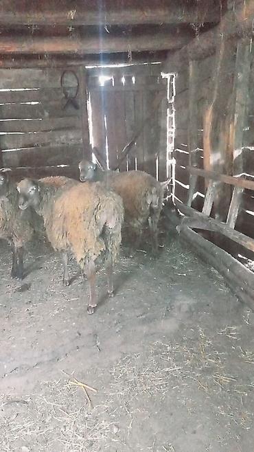 cucə və xoruz təmsil: Quzu, Erkək, ay: 7, 28 kq, Ətlik, Ünvandan götürmə — 2