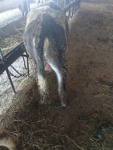 Dana, buzov: 3 erkək 2 dişi dana — 15