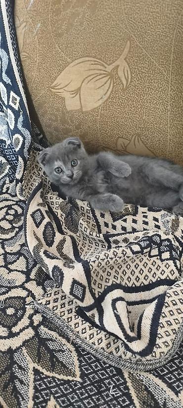 корги собака цена: Скотиш Фолд (Шотландская вислоухая), 3 месяца, Девочка, Серый, Приучена к лотку — 3