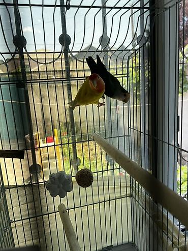 sevgi qusu: Məhsul: Sevgi tutuquşuları (Lovebird) cütü və qəfəs dəsti Təsvir: - — 4