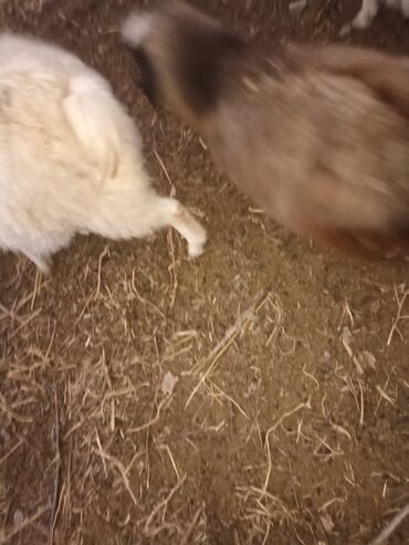 Козы, козлы: Продаю | Козёл (самец) | На забой — 8