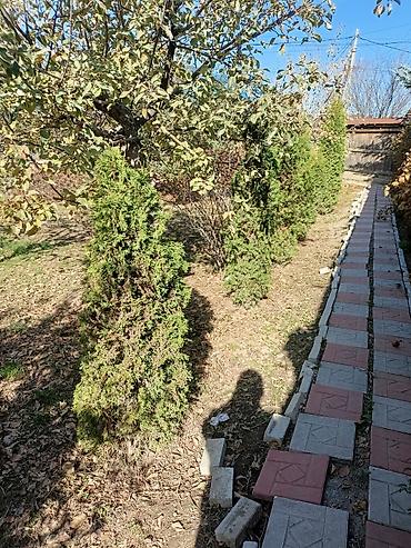 Другие виды семян и саженцев: Туя — 9