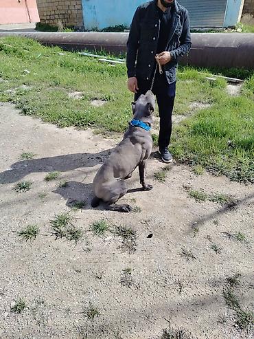 cane corso yavru: Kane-Korso, 10 ay, Erkək — 2