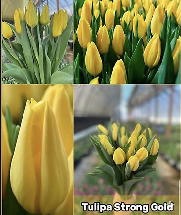 Букеты из живых цветов: ТЮЛЬПАНЫ ИЗ ГОЛЛАНДИИ 50 САНТИМЕТРОВ. ОПТОМ И В РОЗНИЦУ Оптом по — 5