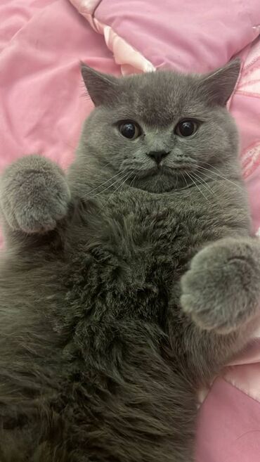 Pişiklər: Şotland, Erkək — 23