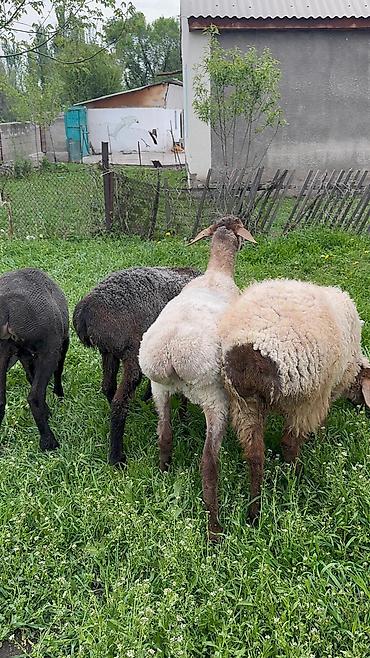 Баран, овца: Продаю | Ягненок | Для разведения — 3