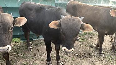 Коровы, быки: Продаю | Бык (самец) | На откорм — 4