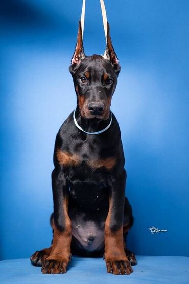 Psi: GROM Doberman Kennel predstavlja stenad iz linijskog parenja Pride of — 10