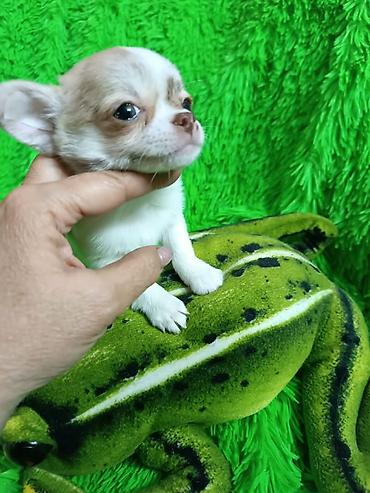 Продажа собак: Чихуахуа, 3 месяца, Самец — 6