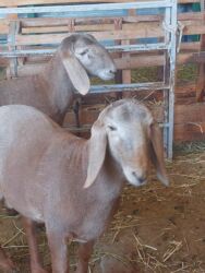 купить золотого ретривера: Кочкоры Арашаны линия Широкого разрез хвоста есть 5 месец по матери