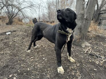 Продажа собак: Продаю собаку алабай 1.5 года. Кобель Цена договорная — 6