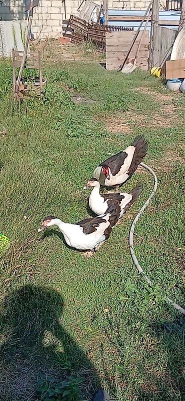 Утки: 1 erkey 2 disi Temiz qan Standartlari yerinde olan black HaTlar satlir — 3