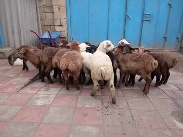 inək qiyməti: Quzu biri 225 Azn qiymet sondu 14 hevadi 9 erkek