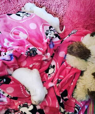 Psi: Na prodaju stenci mesanci maltezera i patuljastog spica sa odlicnom — 4