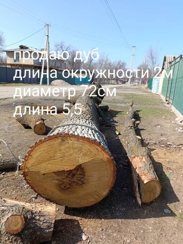 купить электрический секатор: Продаю дуб, длина 5.5