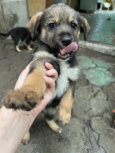 Собаки: Отдаем щенка в добрые руки. Возраст: 7 недель. Мальчик. Наполовину