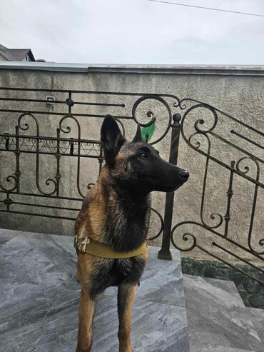 Собаки: Бишкек 26 мая в районе Жукеева - Пудовкина/ Карасаева пропал щенок