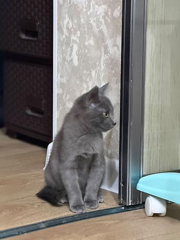 котята скотиш страйт: Скотиш Страйт (Шотландская прямоухая), 2 месяца, Девочка, Голубой, Приучена к лотку — 2