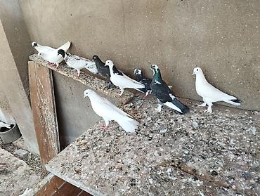 goyerçin: 13 dənədi tərgitmə quşlardi — 2