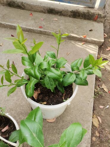 Limun: Stablo limuna, sa plodom, u cvetu. vise komada — 5