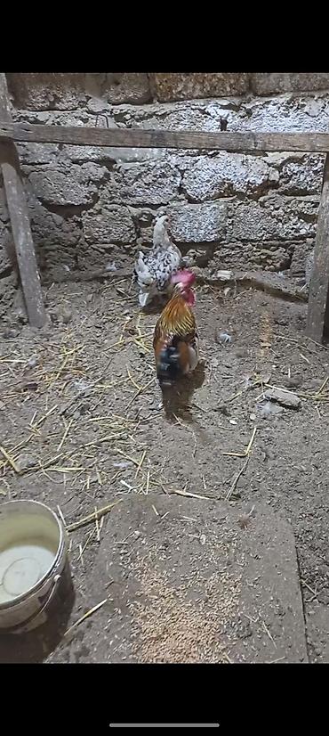 kənd toyuqu: Toyuq, Damazlıq — 2