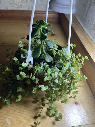 Otaq bitkiləri: Her nov guler var endirimnen verecem Gencedi istiyen yazsin satiş -da lalafo.az — 48 Otaq bitkiləri: Her nov guler var endirimnen verecem Gencedi istiyen yazsin satiş — 48