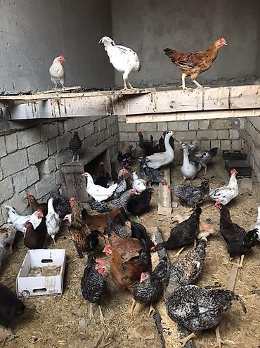 kirpi toyuq: Toyuq, Yumurtalıq — 1