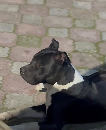 taksa it: Pitbul, Erkək — 3