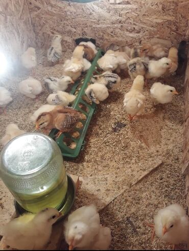 комбикорм для кур несушек: Цыплята 150 сом разных пород и красный тотжон несушек 16 дней