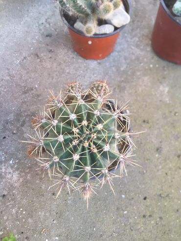 Kaktus: Kaktusi vise vrsta — 14