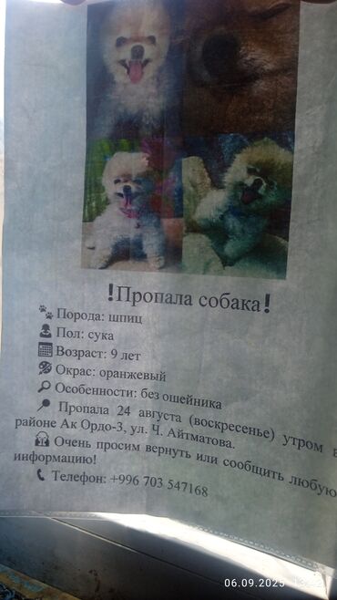док собака: Ит бекер берилет: Шпиц, 5 жаштан жогору, Ургаачы