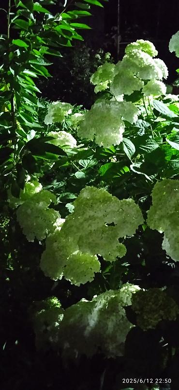 Гортензия: Саженцы Самовывоз — 4