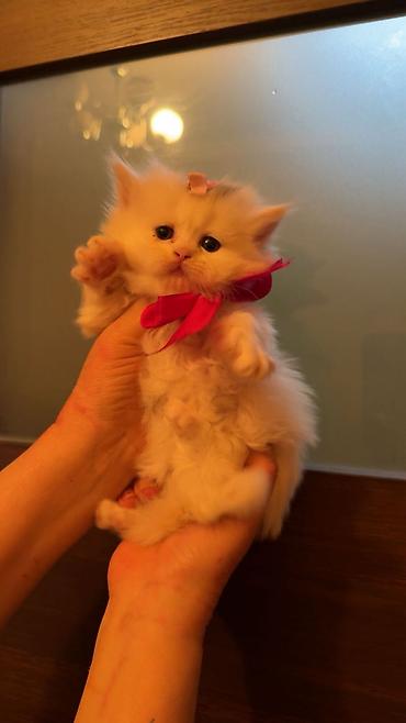 Pişiklər: Şinşilla, Dişi — 27