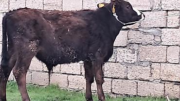 Inəklər, öküzlər: Erkək, Simental, il: 4, 550 kq — 1