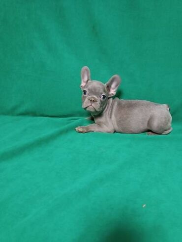 Psi: Francuski buldog štenci egzotičnih boja veseli umiljati, stručno na lalafo.rs — 6 Psi: Francuski buldog štenci egzotičnih boja veseli umiljati, stručno — 6