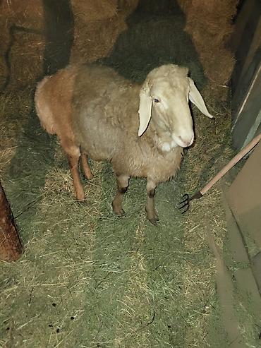 Баран, овца: Продаю | Баран (самец) | Арашан | Для разведения | Осеменитель — 2