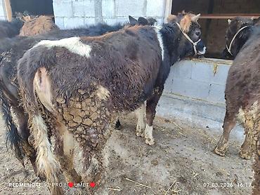 Коровы, быки: Продаю | Тёлка | Швицкая | Привязанные — 2