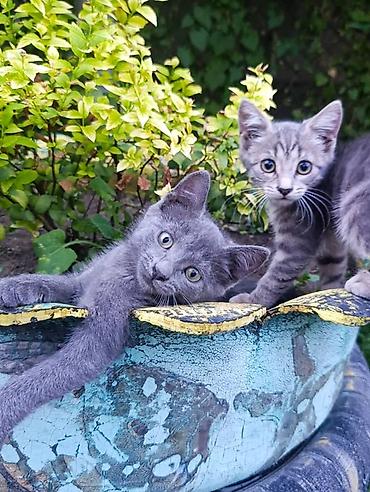 Мышыктар: Котята, окрас серый и серо-полосатый девочки. Короткошёрстные, с — 2