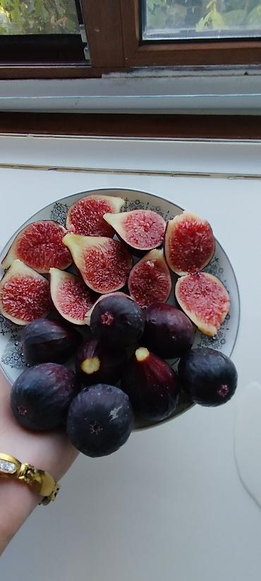 Другие фрукты: ИНЖИР ✅🌱 В весенний период!!!🌱 Откроем сезон продаж саженцев инжира — 2