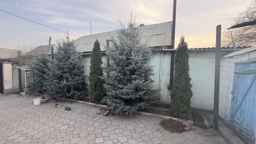 Декоративные деревья: Саженцы деревьев: Ели, Самовывоз — 2